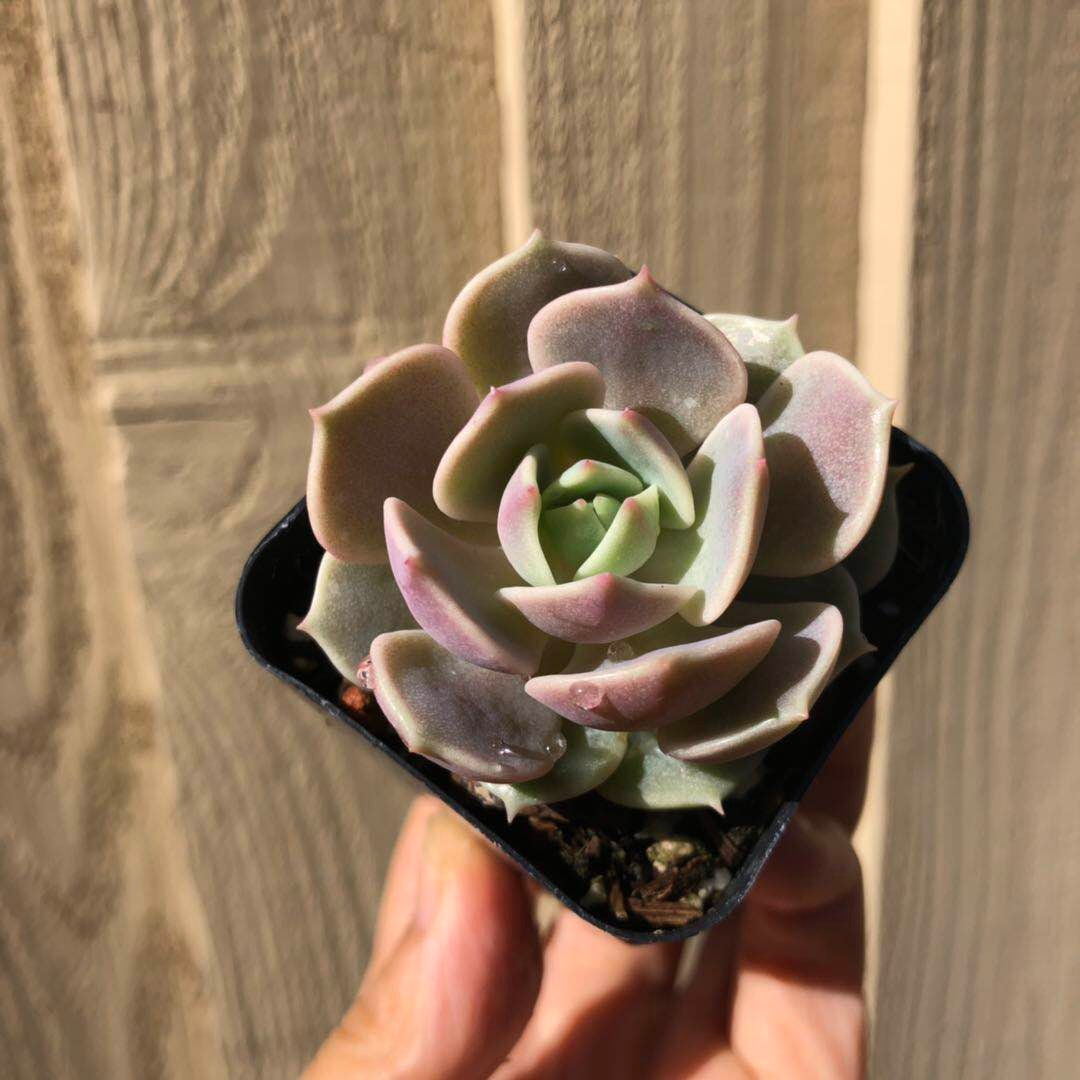 2" pot Succulent Plants Echeveria-Lola