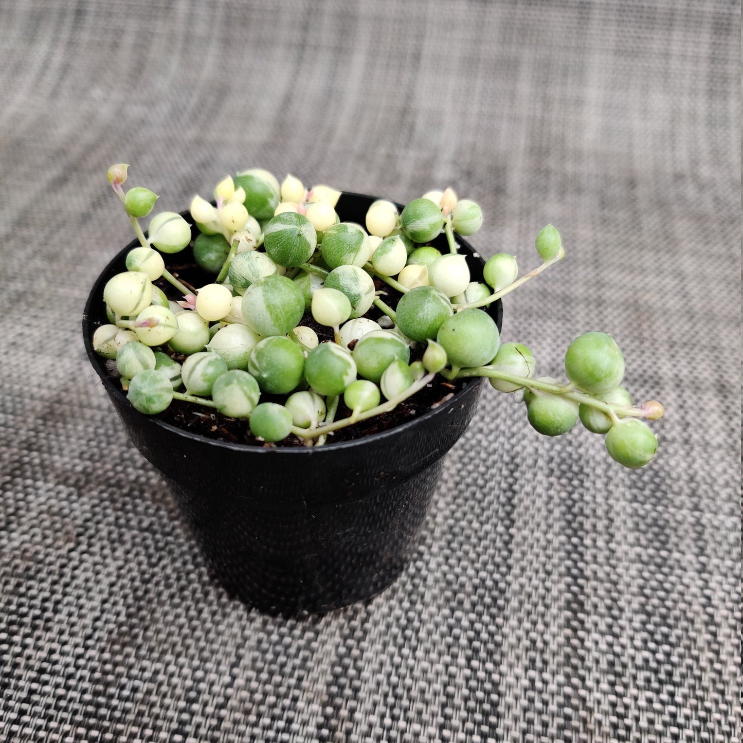 2"pot 4"pot String of pearls variegated