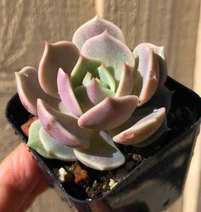 2" pot Succulent Plants Echeveria-Lola