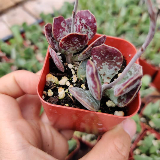 2" pot Succulent plant Adromischus Maculatus