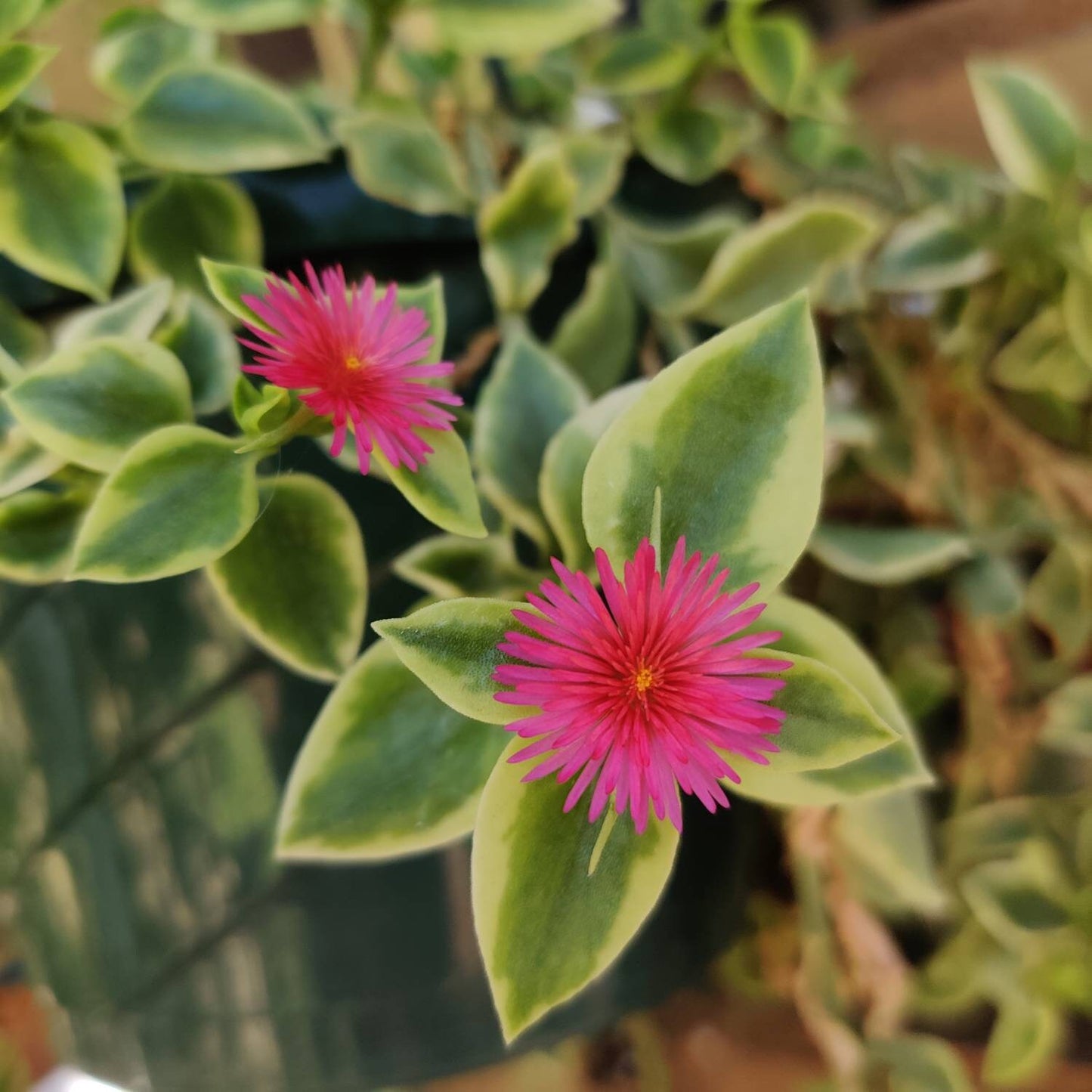 2"pot 4“pot Succulent Plants aptenia cordifolia variegata