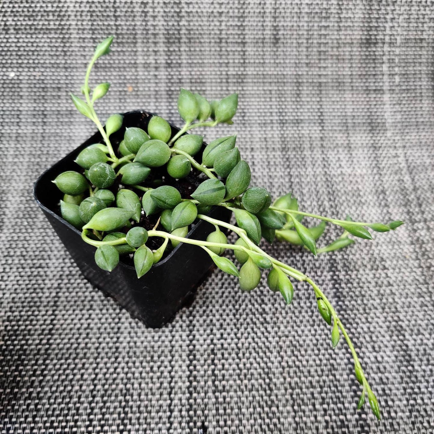 Cuttings/2"pot 4” pot Succulent Plants String Of Tears