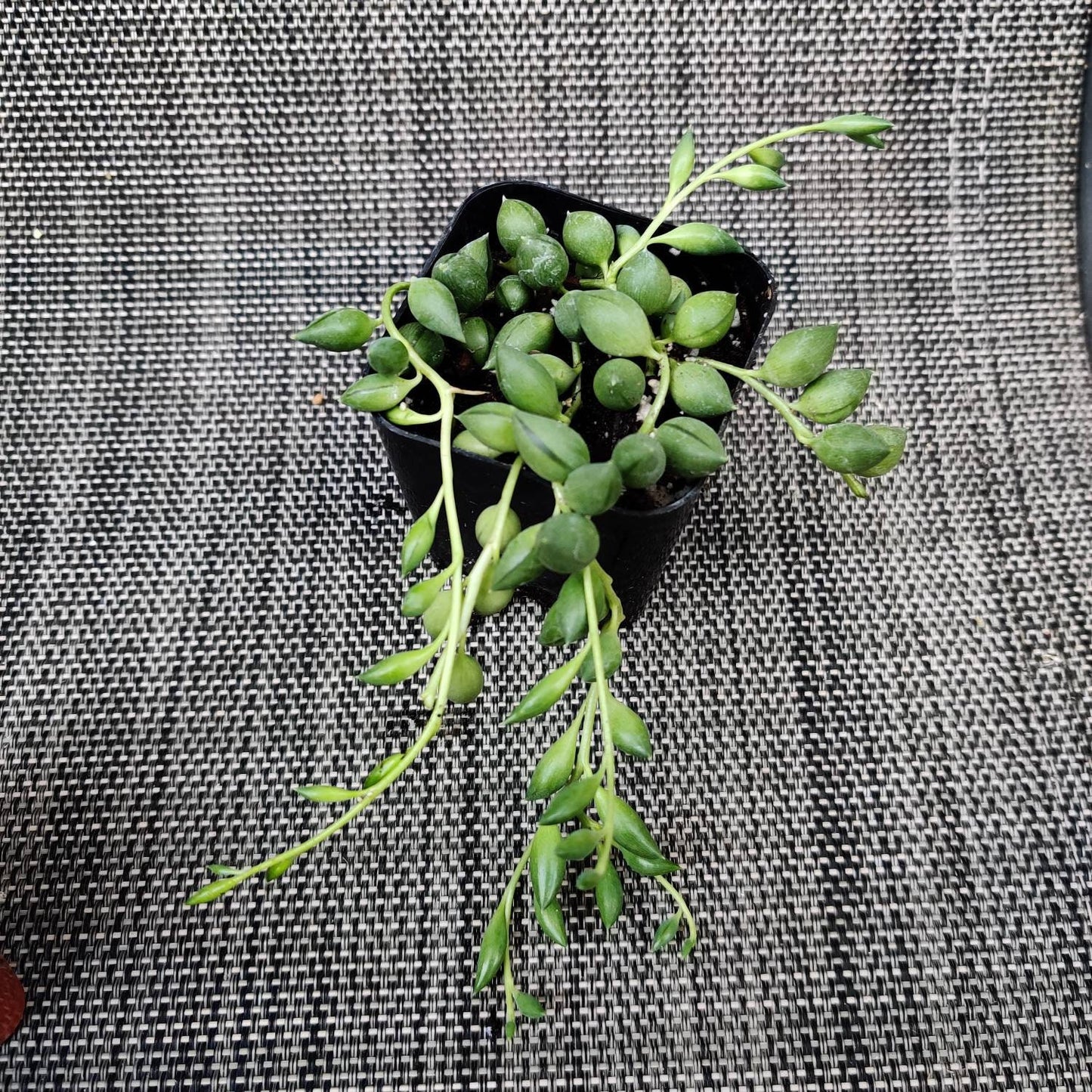 Cuttings/2"pot 4” pot Succulent Plants String Of Tears