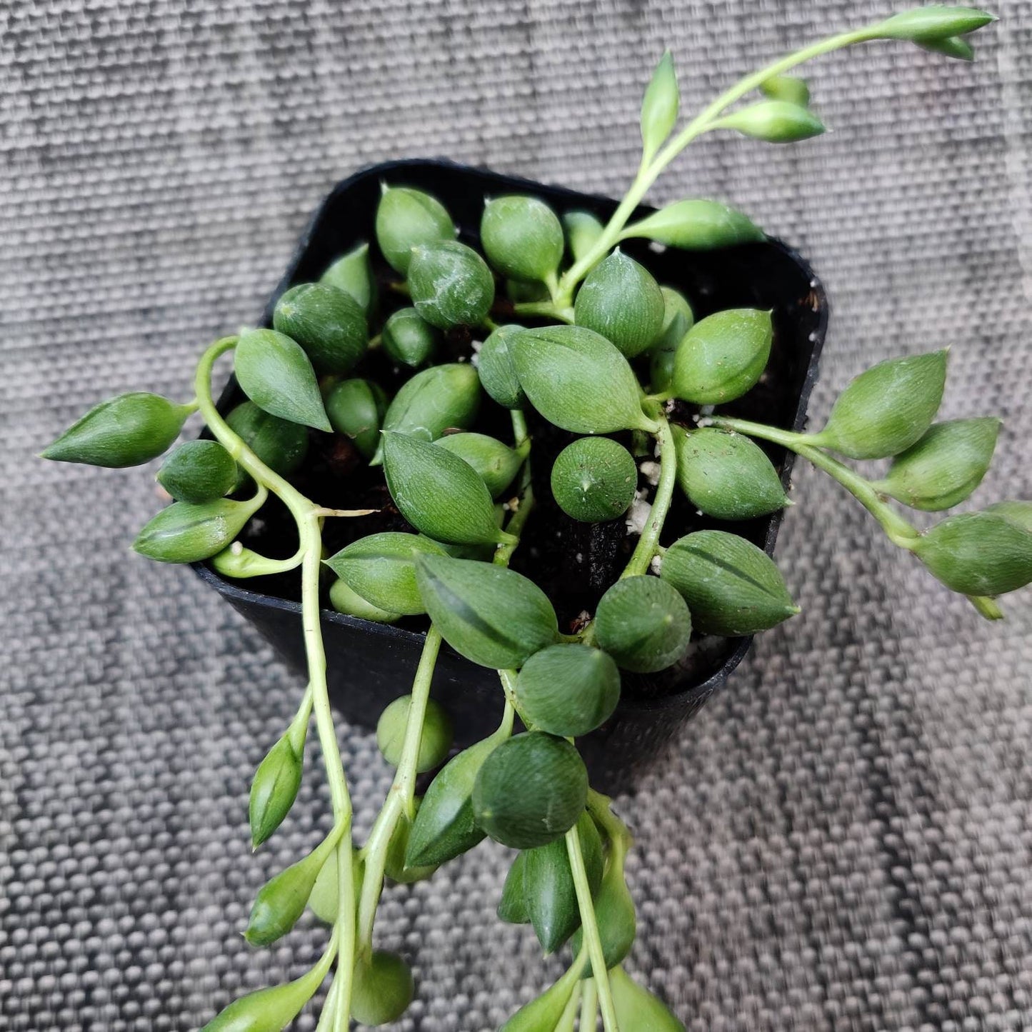 Cuttings/2"pot 4” pot Succulent Plants String Of Tears