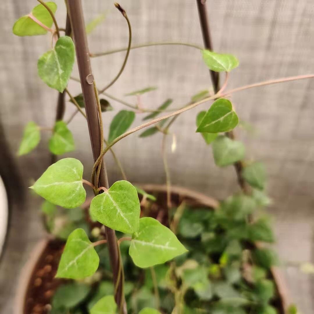 2" pot 4"pot  rooted  String of hearts-orange river