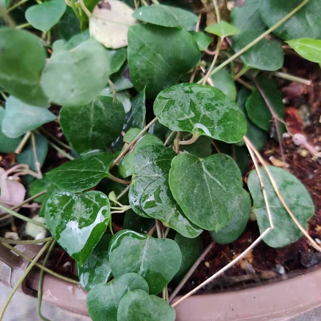 2" pot 4"pot  rooted  String of hearts-orange river