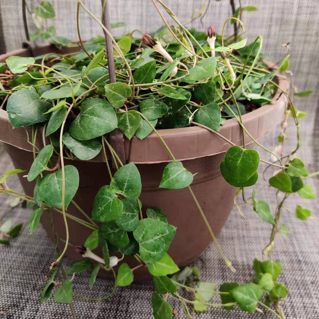 2" pot 4"pot  rooted  String of hearts-orange river