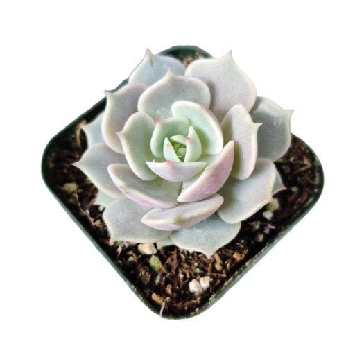 2" pot Succulent Plants Echeveria-Lola