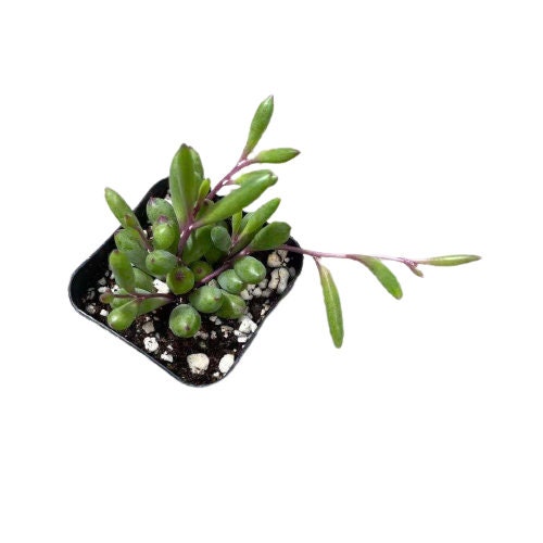 2" pot Succulent Plants Othonna Capensis/Ruby Necklace