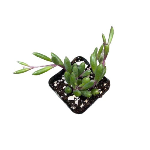 2" pot Succulent Plants Othonna Capensis/Ruby Necklace