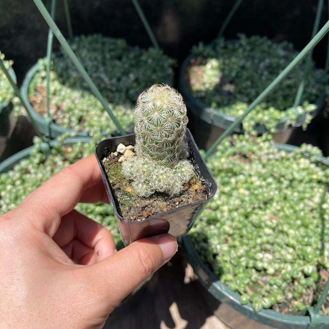 2" pot 4”pot Cactus Plants Mammillaria Elongata