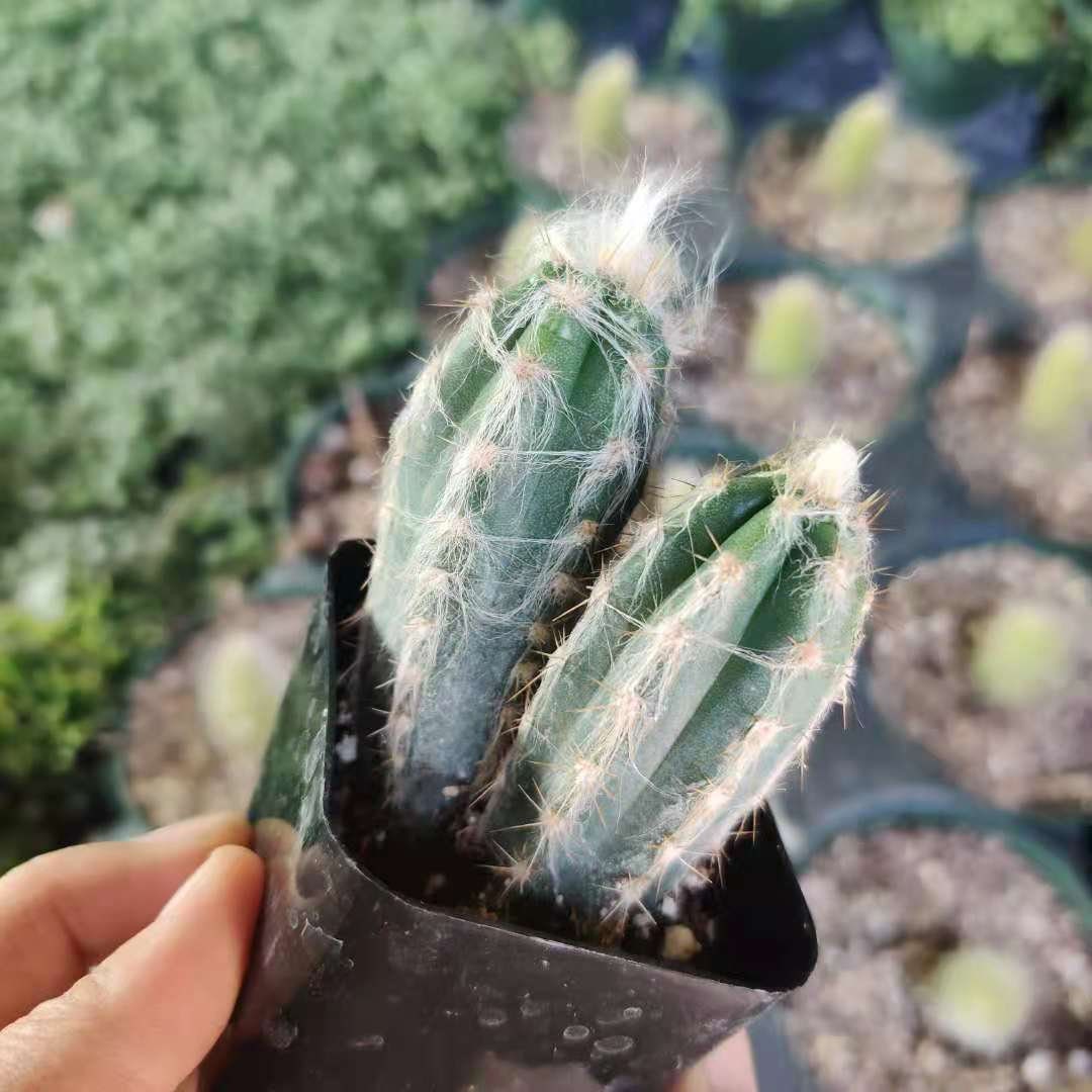 2"pot Blue hair Pilosocereus cactus