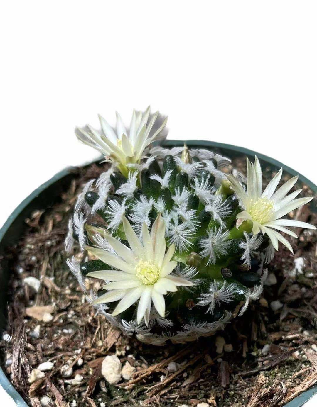 2"pot Cactus Plants Mammillaria Duwei