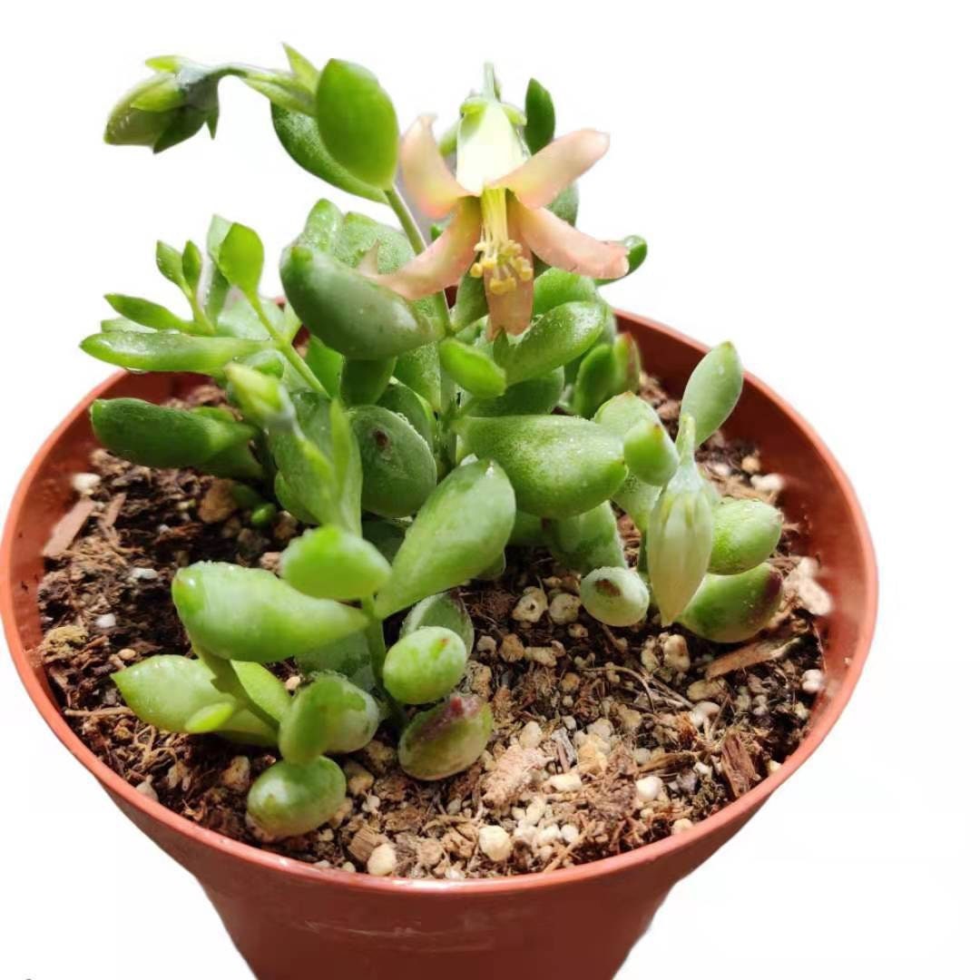 2"pot 4" pot succulent plants Cotyledon Pendens