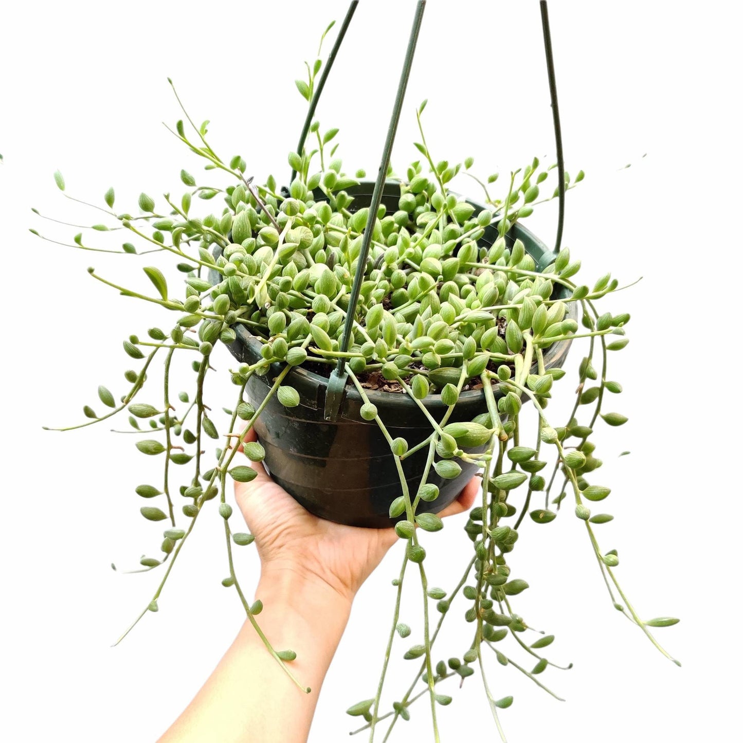 2"pot /4"pot Succulent Plants String of Watermelons rooted