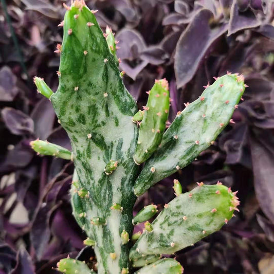 2"pot Variegated Josephs Coat Cactus ‘Opuntia monacantha Variegata’