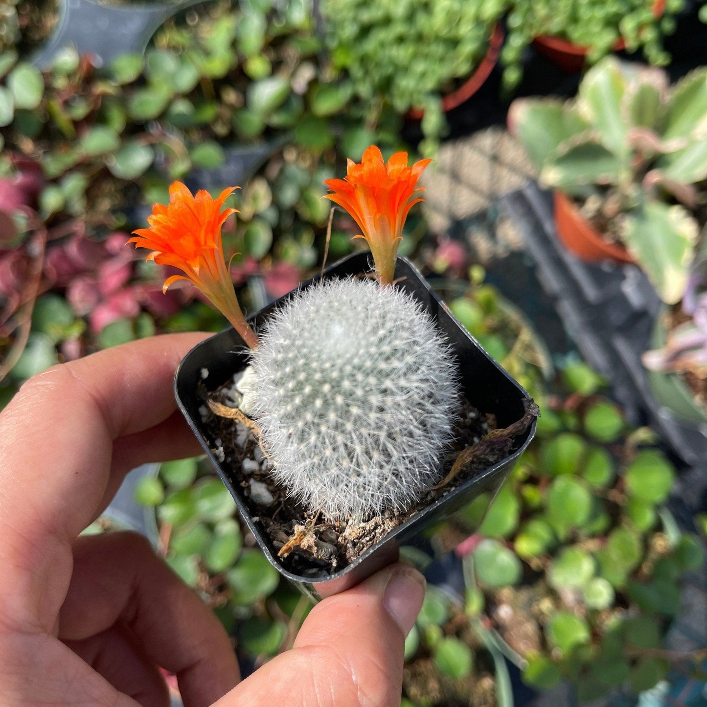 2"pot Live  Cactus plant Rebutia Muscula