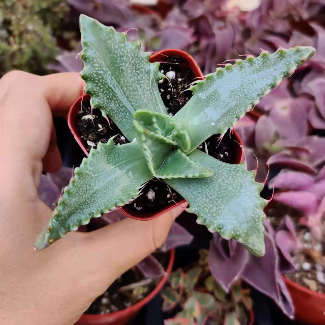 2" pot Faucaria tigrina