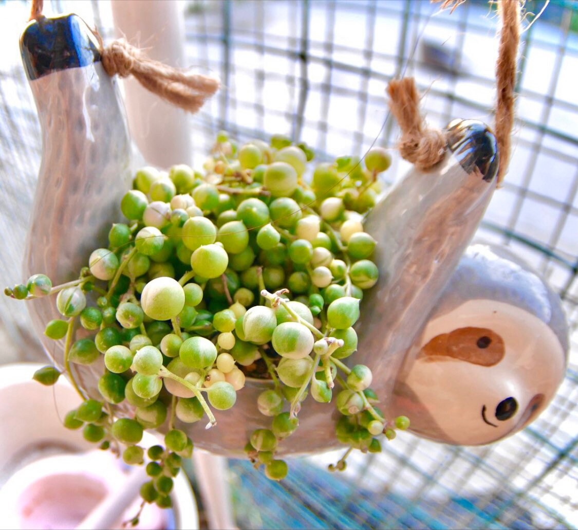 2"pot 4"pot String of pearls variegated