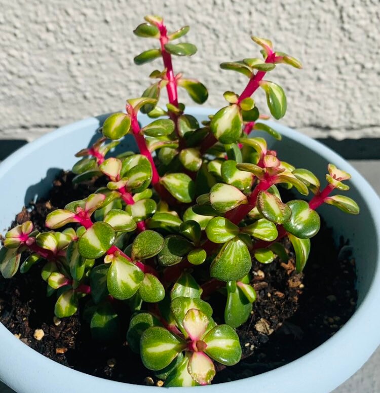 2" pot 4"pot Succulent Plants  Portulacaria Afra Variegata