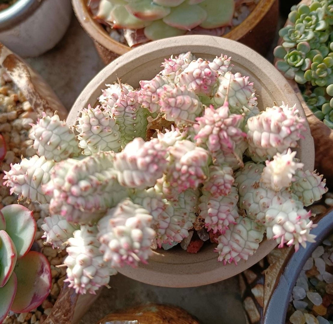 2" Corncob Cactus Euphorbia Mammillaris Variegata