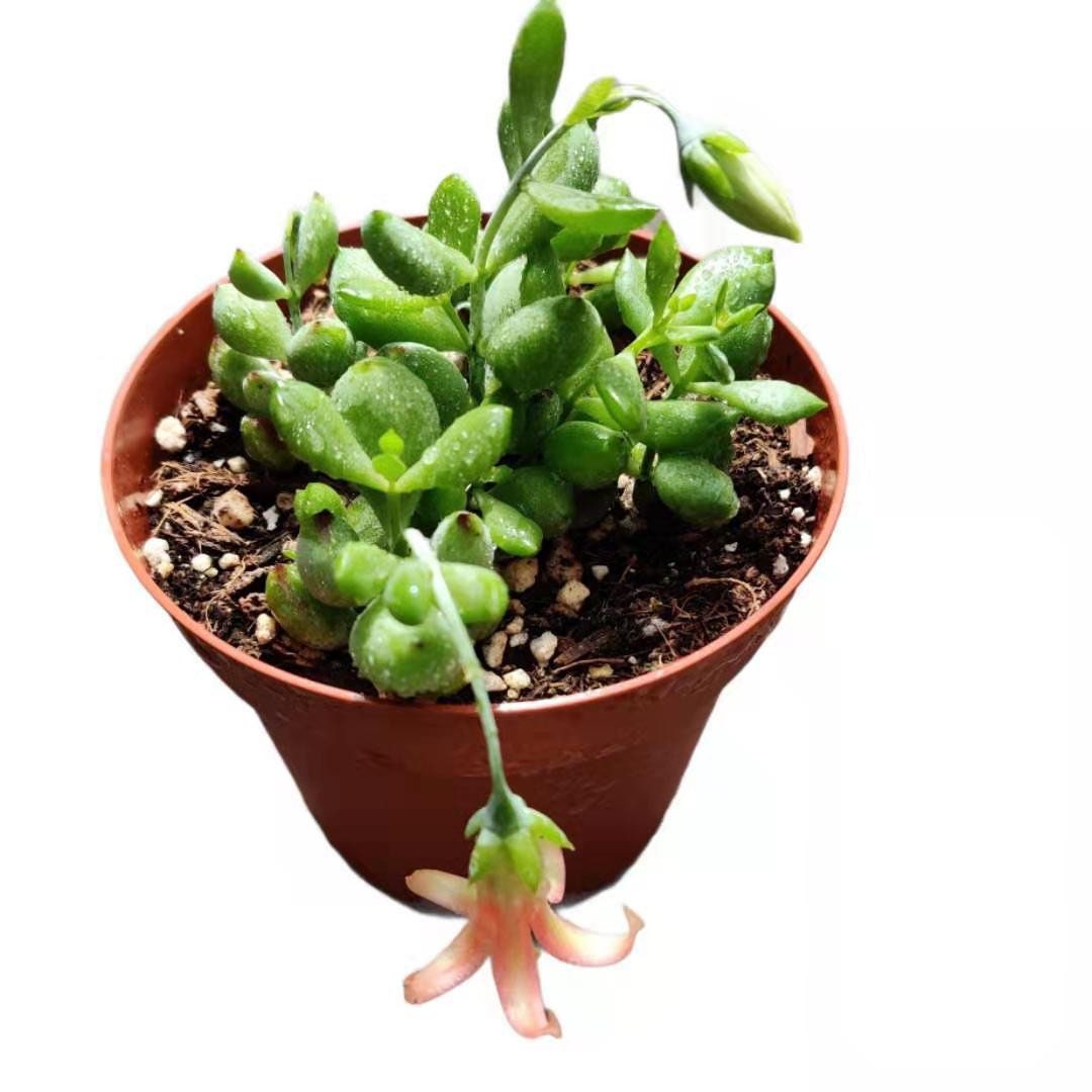 2"pot 4" pot succulent plants Cotyledon Pendens