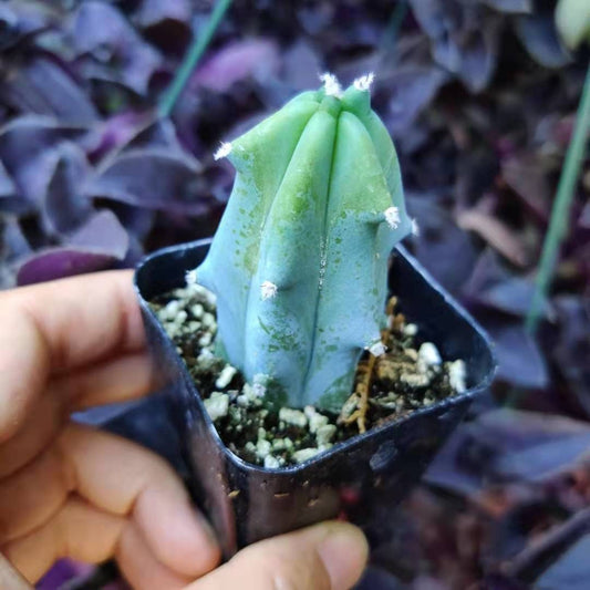 2" pot Blue Candle Cactus Myrtillocactus Geometrizans