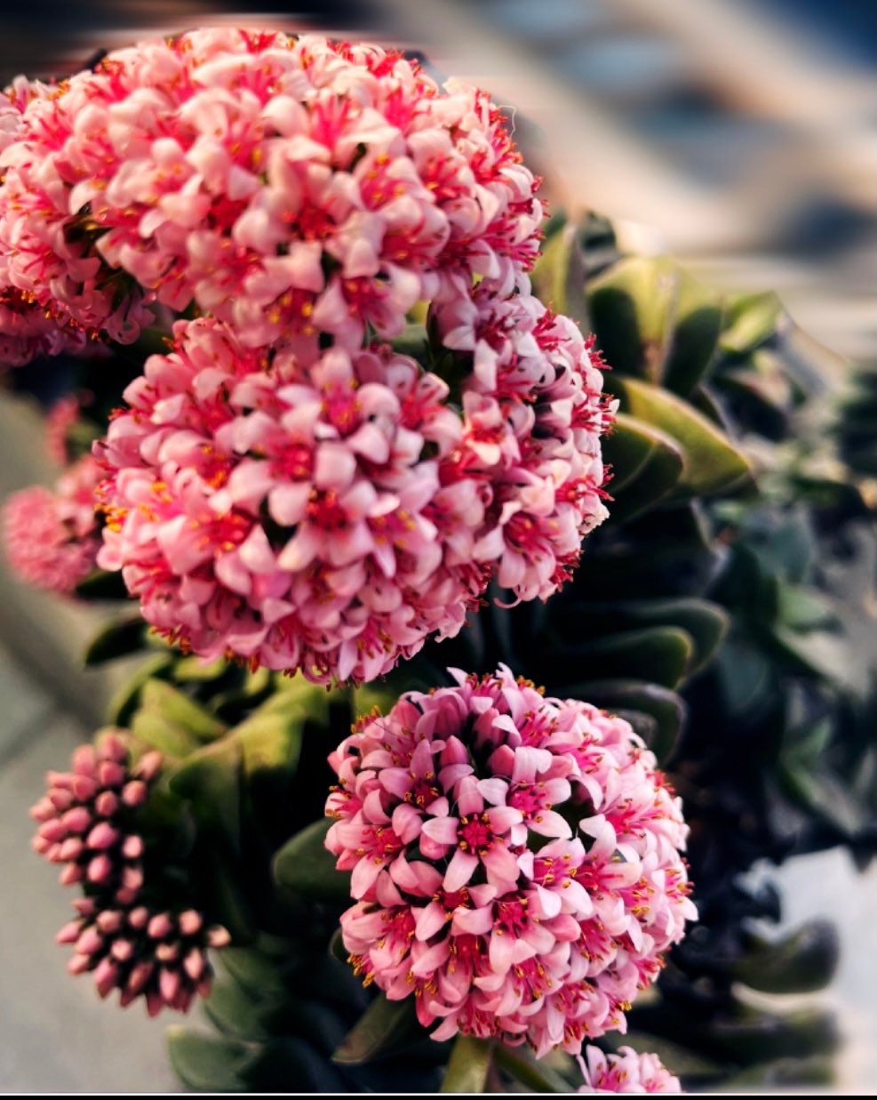 2"pot Succulent Plant Crassula Morgan’s Beauty