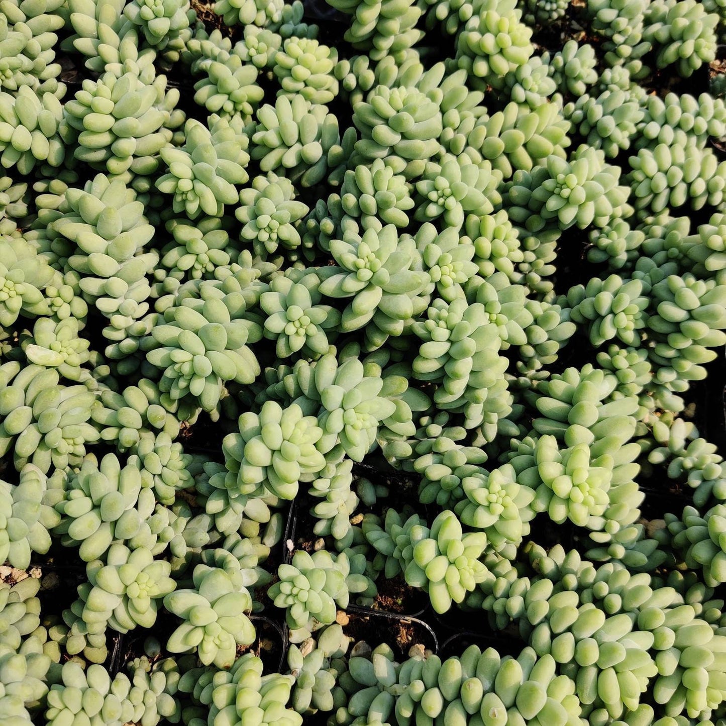 2”pot Succulent Sedum Morganianum Donkey Tail