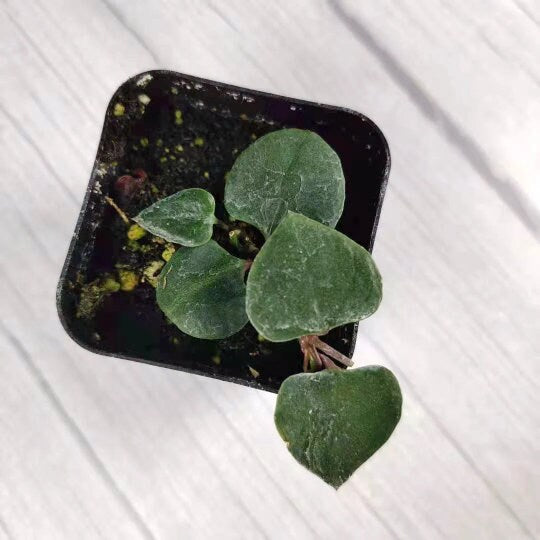 2" pot 4"pot  rooted  String of hearts-orange river