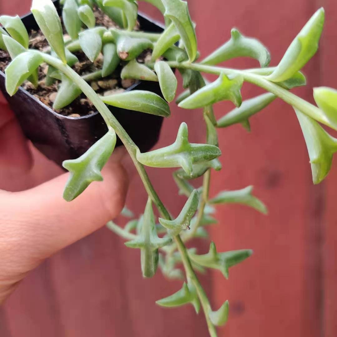 Cuttings/2"pot Succulent Plants  String of Dolphins