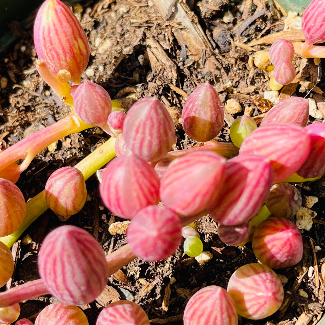 2"pot /4"pot Succulent Plants String of Watermelons rooted