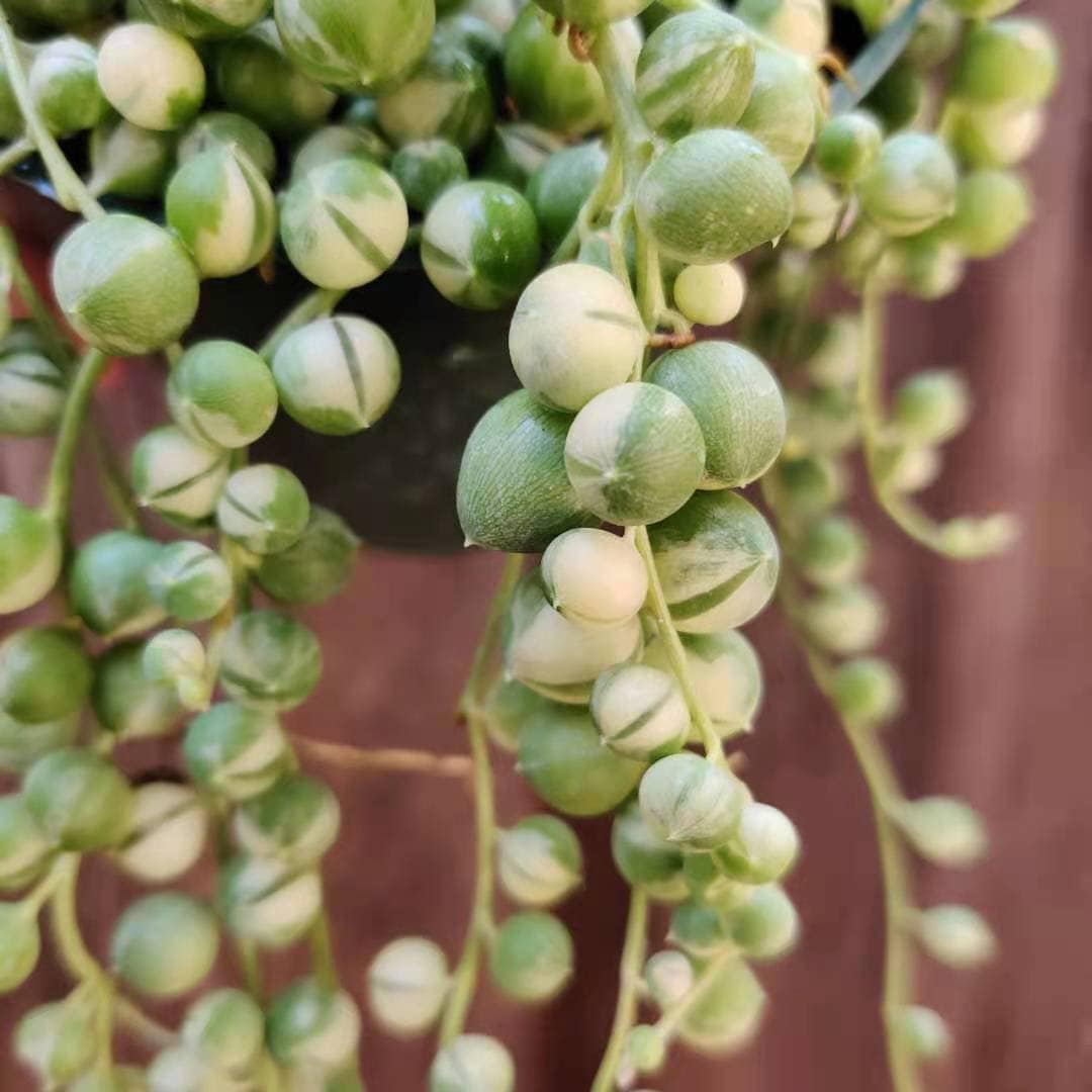 2"pot 4"pot String of pearls variegated