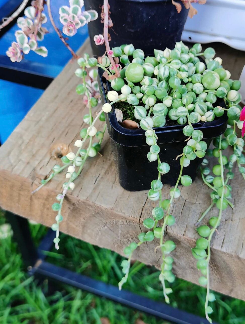 2"pot 4"pot String of pearls variegated