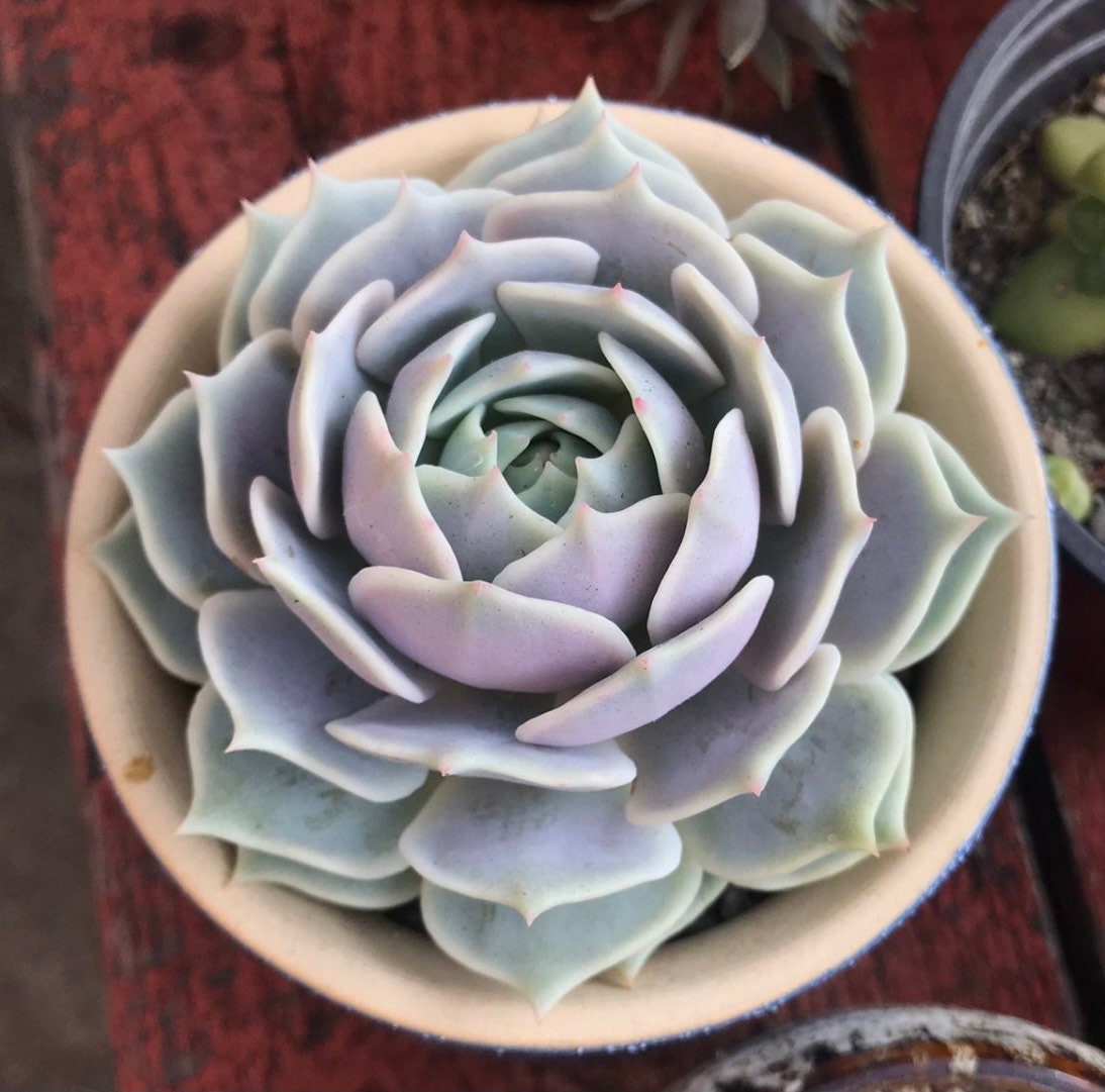 2" pot Succulent Plants Echeveria-Lola
