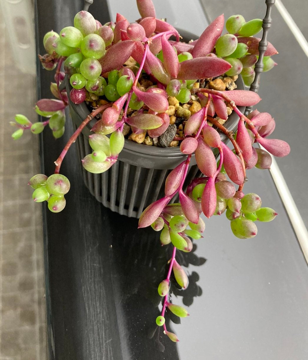 2" pot Succulent Plants Othonna Capensis/Ruby Necklace