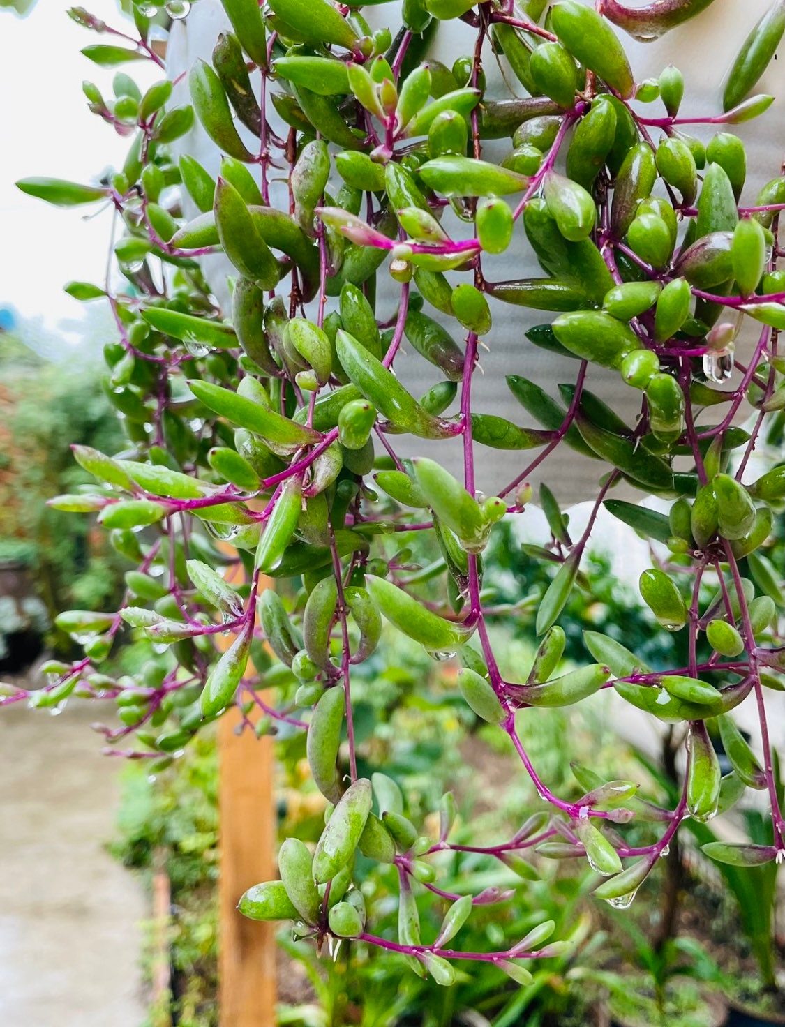 2" pot Succulent Plants Othonna Capensis/Ruby Necklace