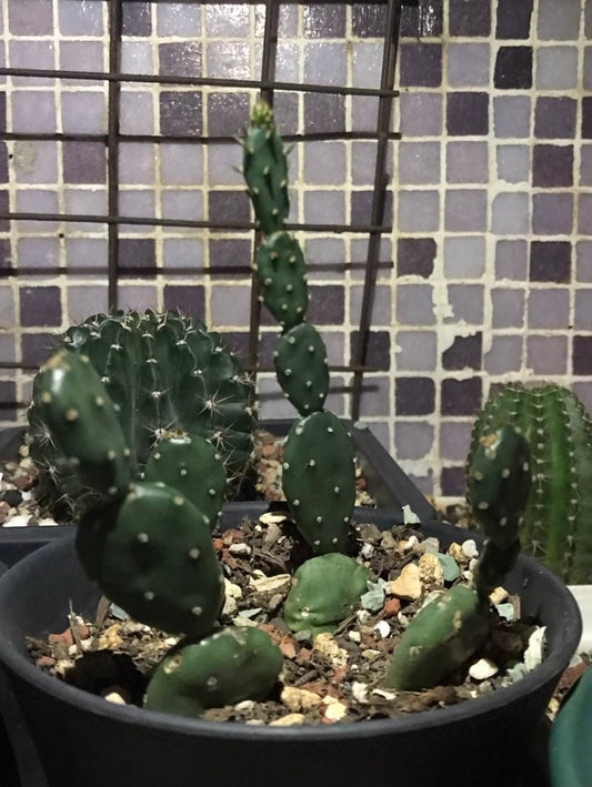 2"pot 4”pot Rare Cactus Opuntia Canterae Elata