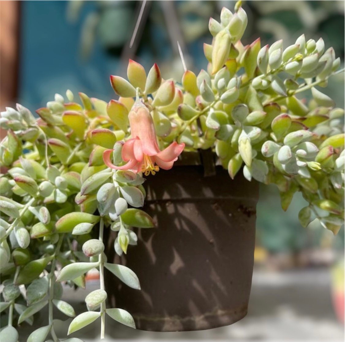 2"pot 4" pot succulent plants Cotyledon Pendens