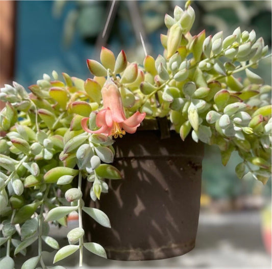 2"pot 4" pot succulent plants Cotyledon Pendens