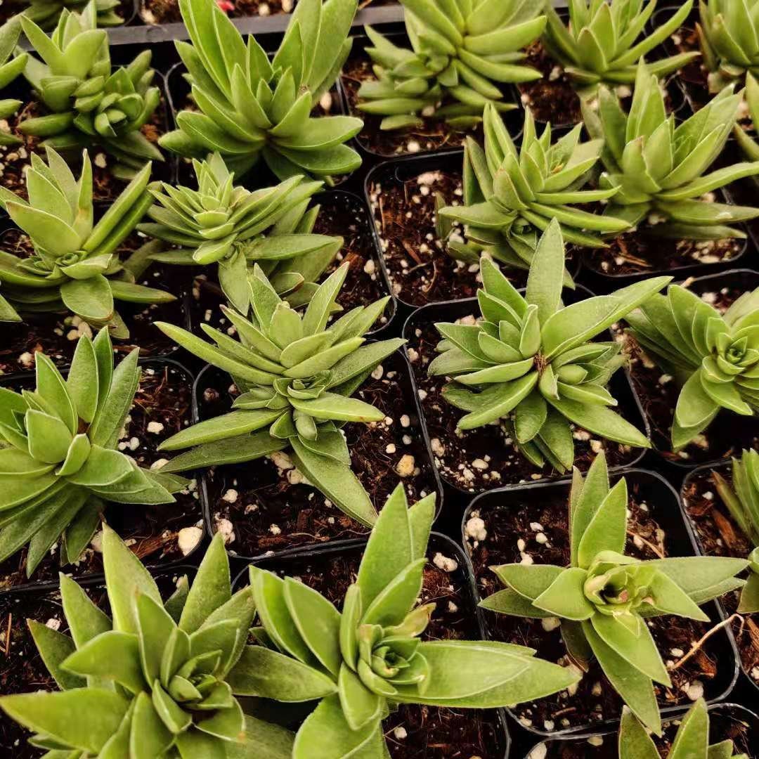2"pot Crassula Corymbulosa ‘Shark Tooth’