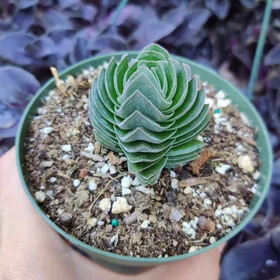 2" pot Rare Succulents Plants Buddha Temple