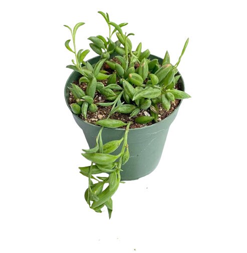 Cuttings/2" pot 4"pot String of Bananas Senecio radicans