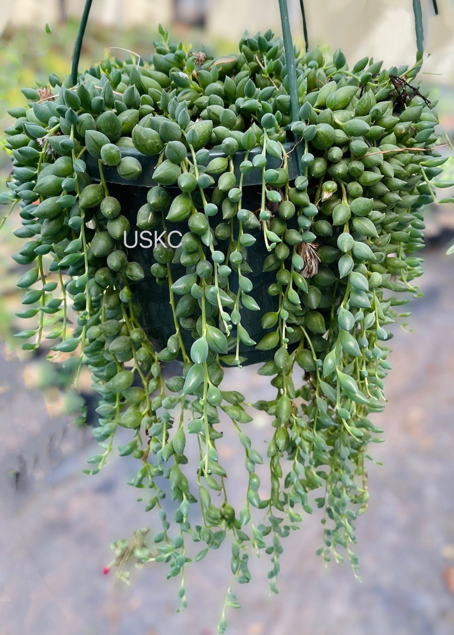 Cuttings/2"pot 4” pot Succulent Plants String Of Tears