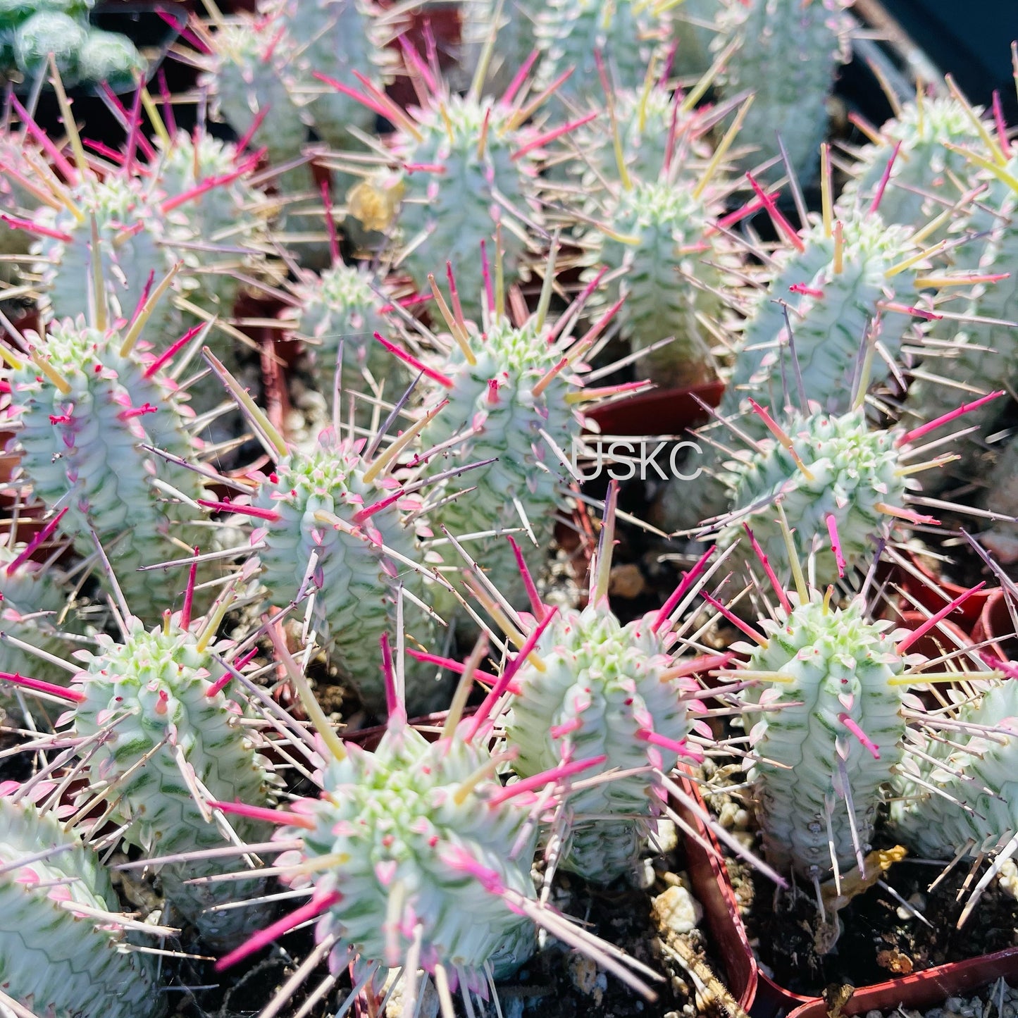 2" Corncob Cactus Euphorbia Mammillaris Variegata