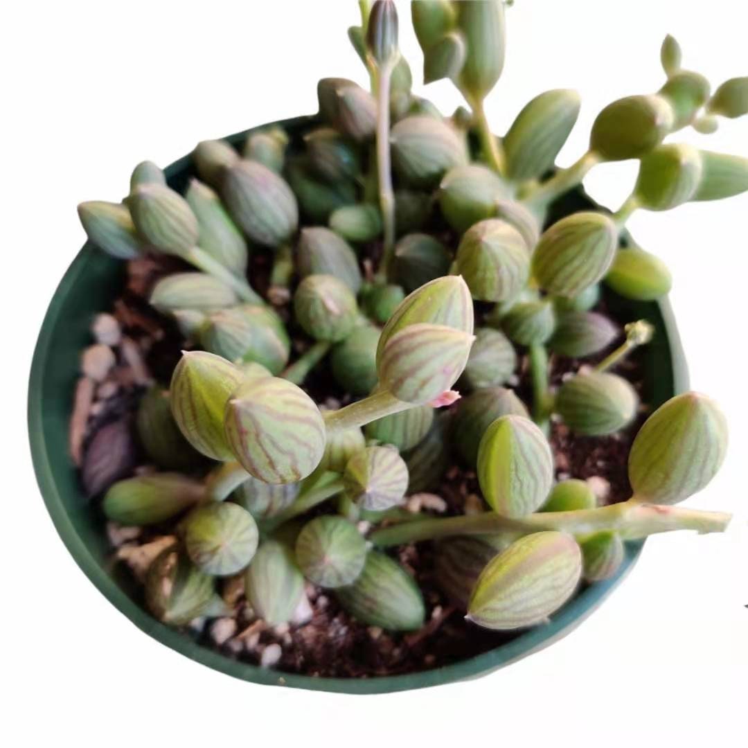 2"pot /4"pot Succulent Plants String of Watermelons rooted