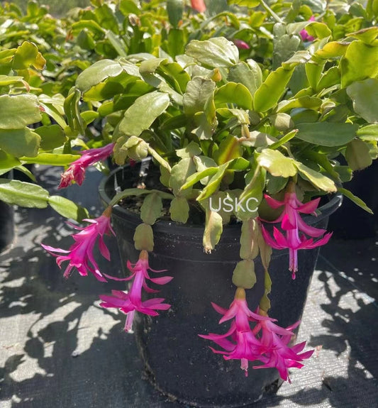 Cuttings/rooted 2"pot Live True Christmas Cactus