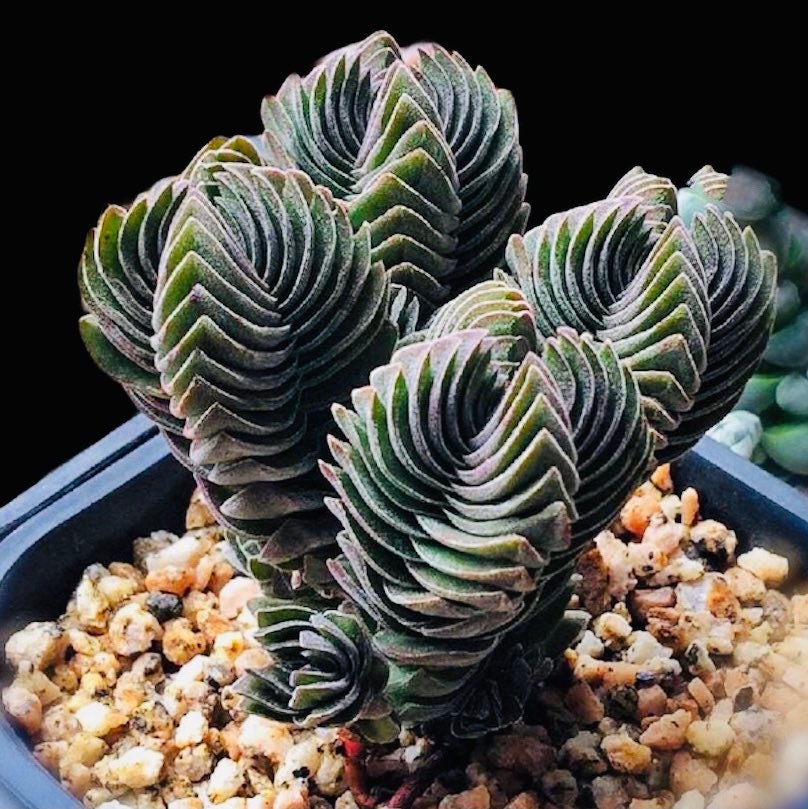 2" pot Rare Succulents Plants Buddha Temple