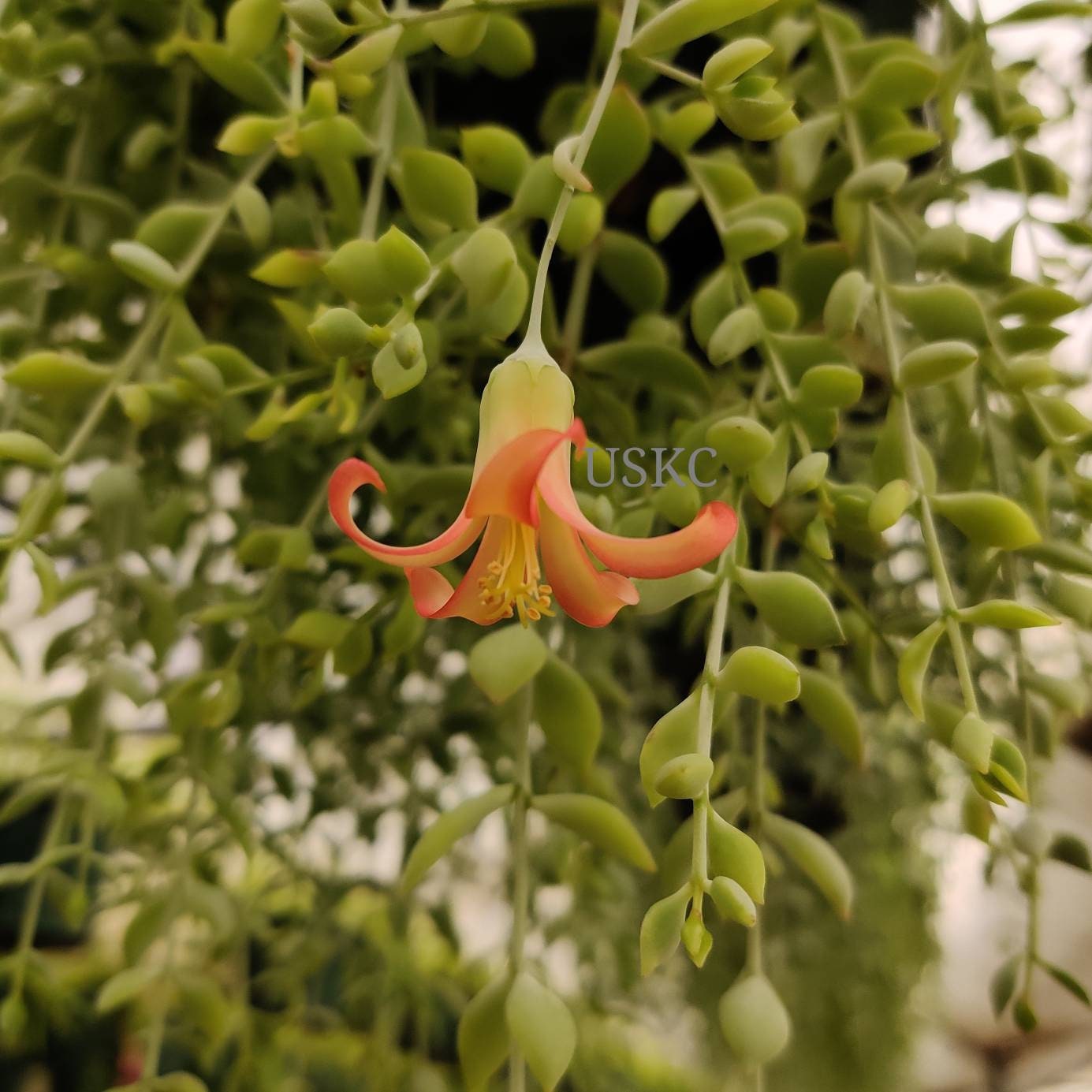2"pot 4" pot succulent plants Cotyledon Pendens