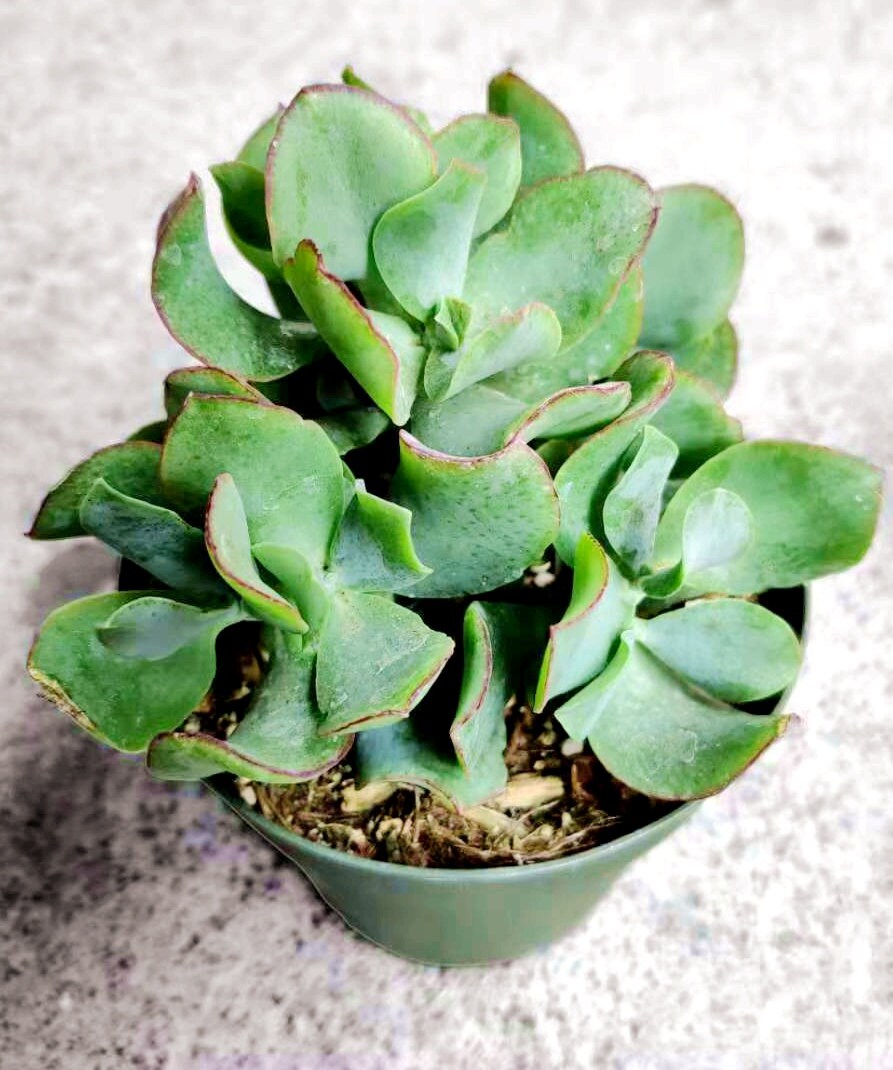 2"pot 4"pot Crassula arborescens undulatifolia